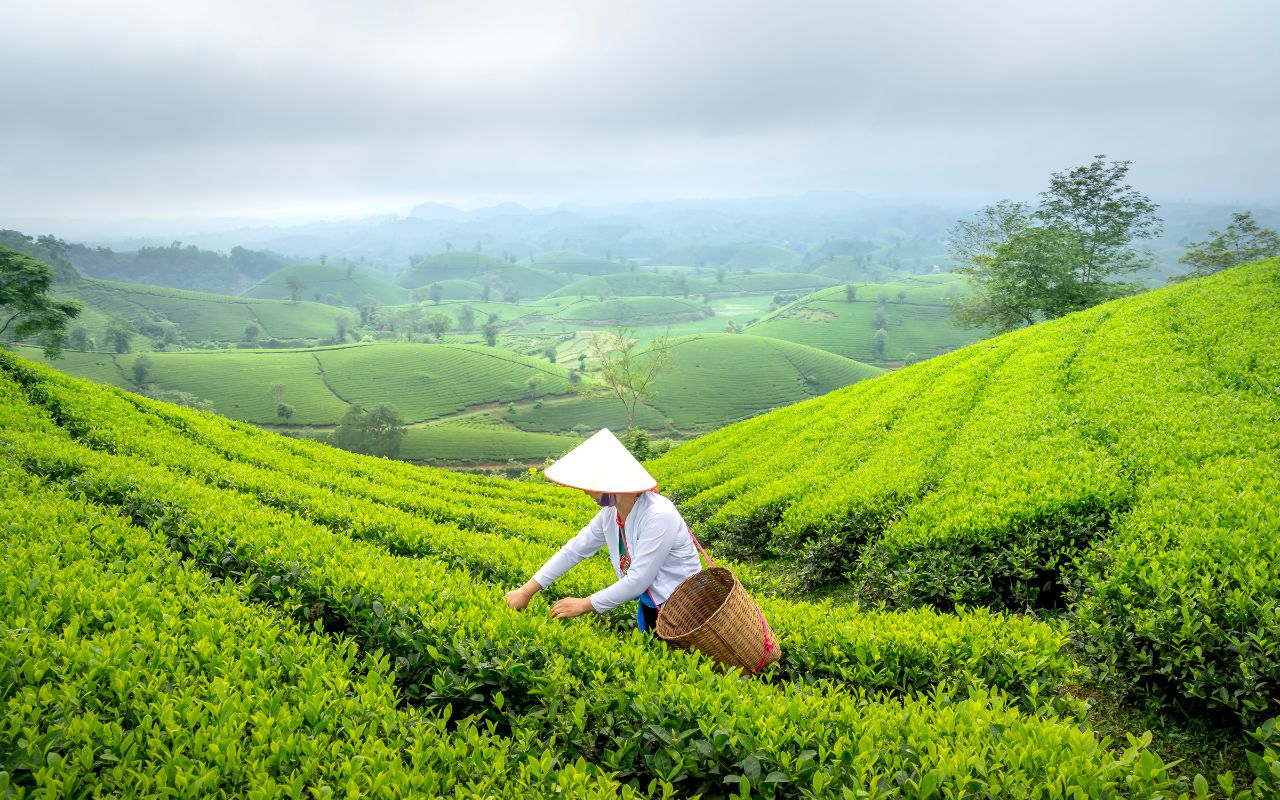 Green Tea vs. Black Tea - Which One is Healthier